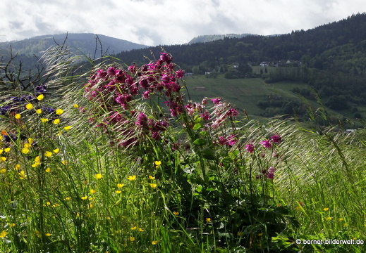 21-05-16-weinberge-026