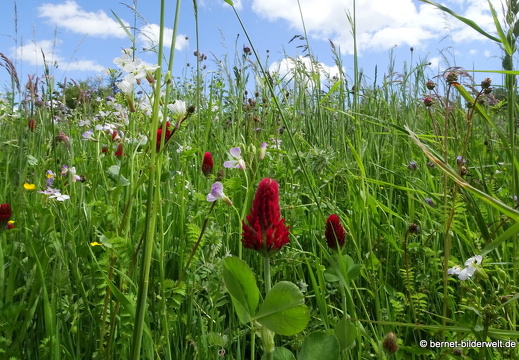 21-05-22-schillenbuehnweg-fruehlingswiese-017