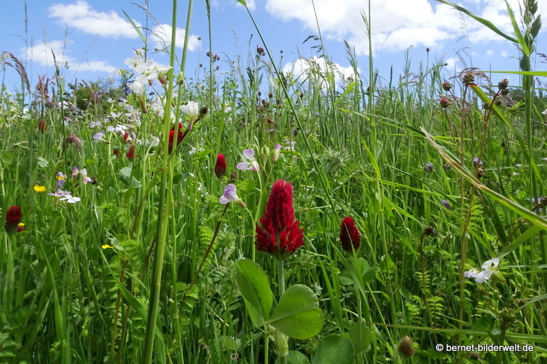 21-05-22-schillenbuehnweg-fruehlingswiese-017.JPG