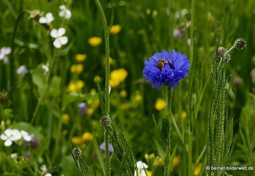 21-05-22-schillenbuehnweg-fruehlingswiese-078