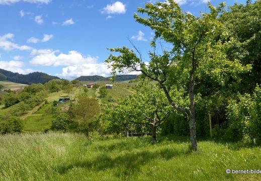 21-05-22-schillenbuehnweg-fruehlingswiese-099