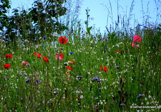 21-05-24-schillenbuehnweg-043