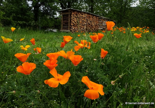 21-05-27-burgweg-klinikum-kalifornischer mohn-020
