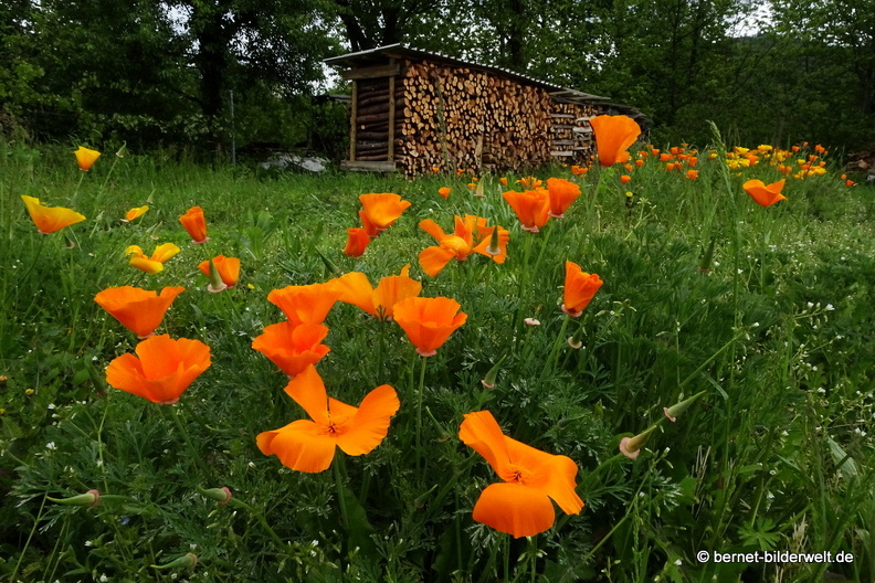 21-05-27-burgweg-klinikum-kalifornischer mohn-020.JPG