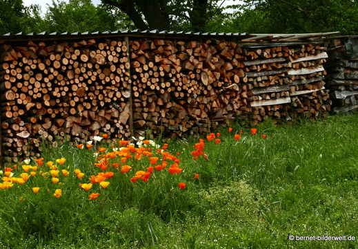 21-05-27-burgweg-klinikum-kalifornischer mohn-024