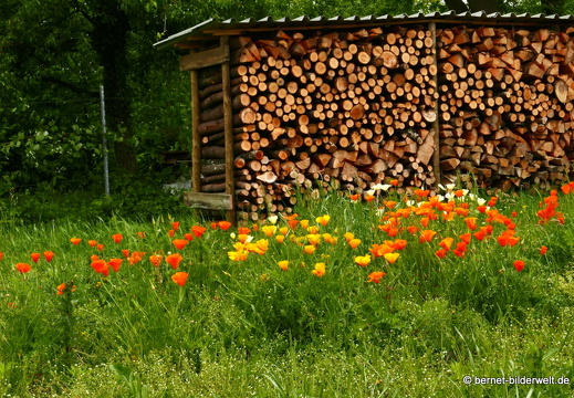 21-05-27-burgweg-klinikum-kalifornischer mohn-025