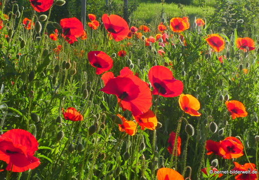 21-06-02-sankt edwins heimatgarten-002