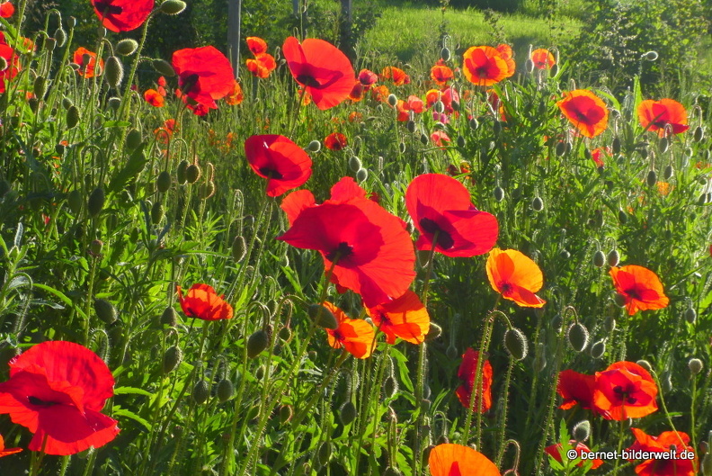 21-06-02-sankt edwins heimatgarten-002.JPG