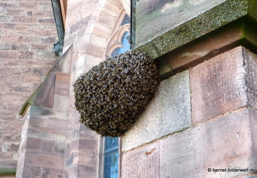 21-06-03-bienenschwarm-kirche-004