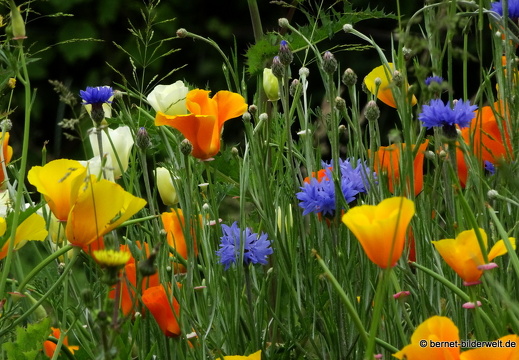 21-06-05-burgweg-kalifornischer mohn-