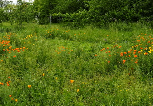 21-06-05-burgweg-kalifornischer mohn-001