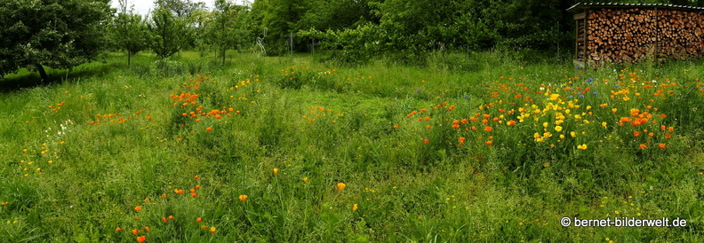 21-06-05-burgweg-kalifornischer mohn-001.JPG