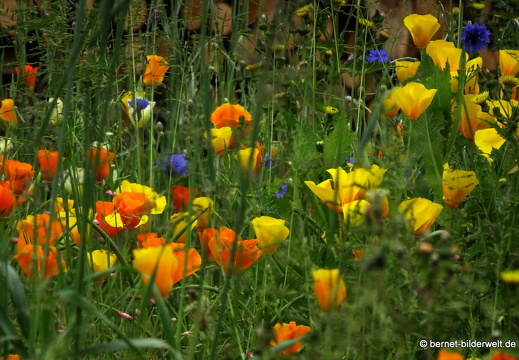 21-06-05-burgweg-kalifornischer mohn-005