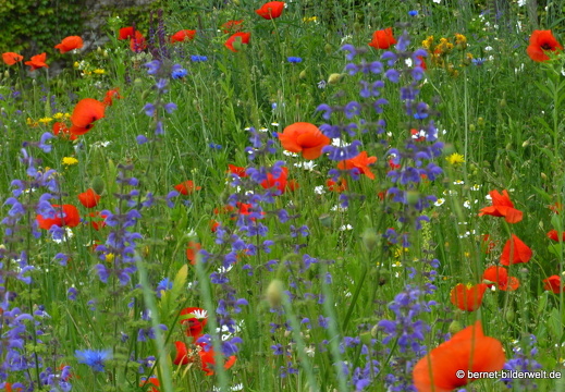 21-06-05-nahe Volksbank-fruehlingswiese-013