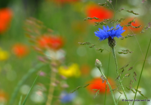 21-06-05-nahe Volksbank-fruehlingswiese-018