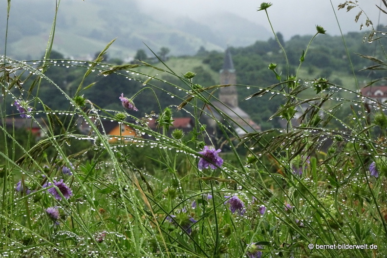 21-06-06-hugo-fischer-weg-nach dem regen-061.JPG