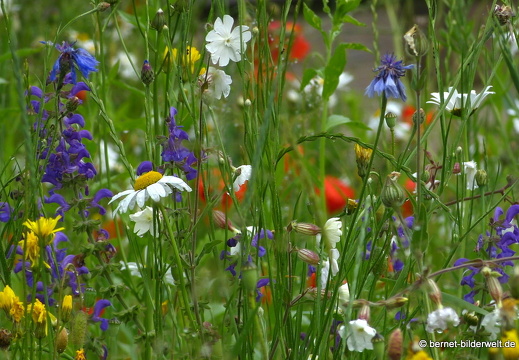 21-06-06-nahe volksbank-fruehlingswiese-nach dem regen-025