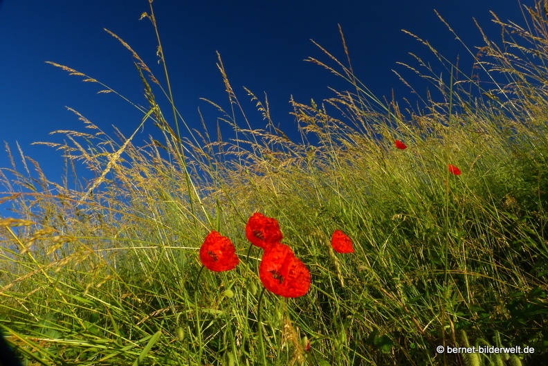 21-06-14-weinberge-mohn-.JPG