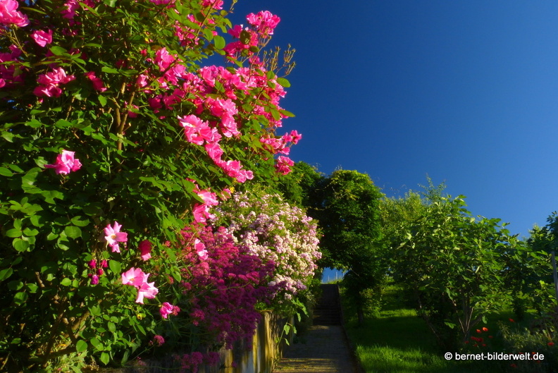 21-06-14-weinberge-sankt edwins heimatgarten- rosen-005.JPG