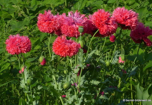 21-06-18-weinberge-hohenaustrasse-gefuellter mohn-005