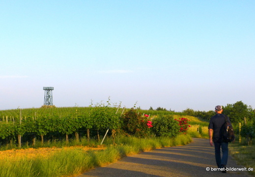 21-06-19-weinberge-carl-netter-turm-rosen-001