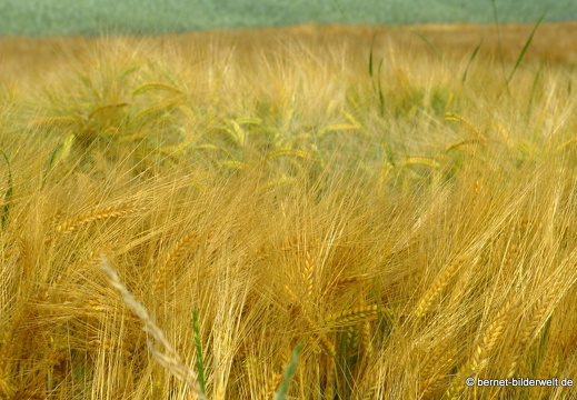 21-06-20-friedensweg-salzwaesserle-getreidefelder-003
