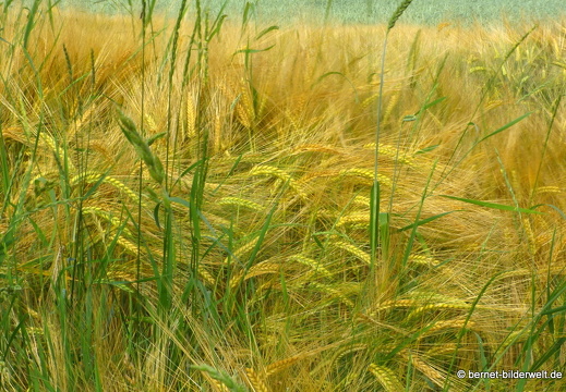 21-06-20-friedensweg-salzwaesserle-getreidefelder-004