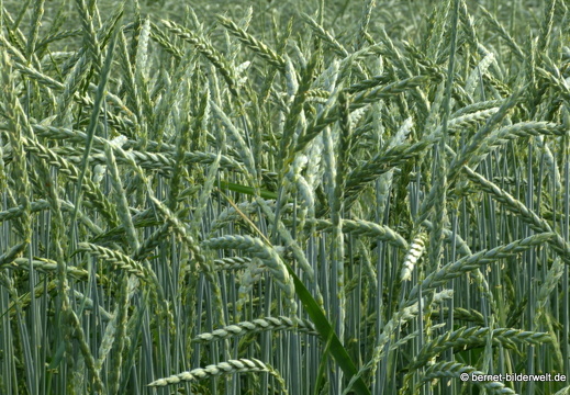 21-06-20-friedensweg-salzwaesserle-getreidefelder-008