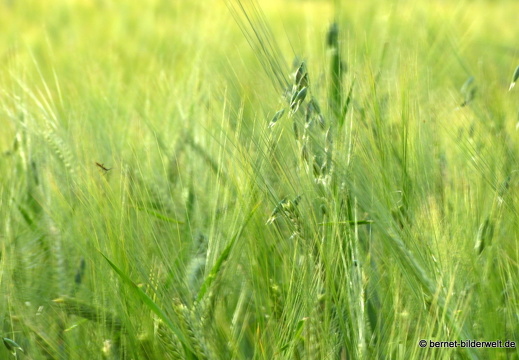 21-06-20-friedensweg-salzwaesserle-getreidefelder-010