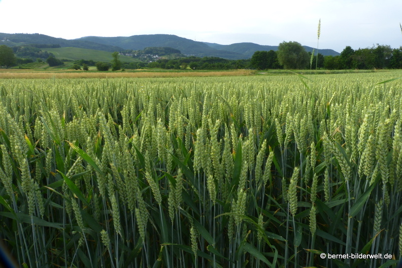21-06-20-friedensweg-salzwaesserle-getreidefelder-011.JPG