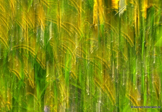 21-08-11-weinberge-sommerwiese-016