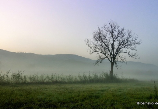 21-08-15-salzwaesserle-nebelstimmung-002