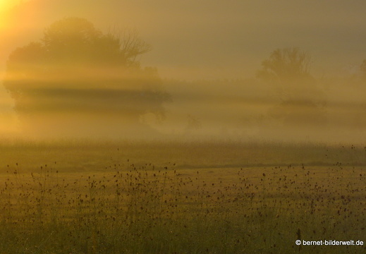 21-08-15-salzwaesserle-nebelstimmung-014