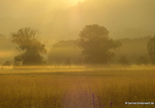 21-08-15-salzwaesserle-nebelstimmung-015