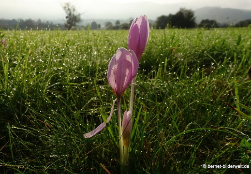 21-09-19-salzwaesserle-herbstzeitlose-024