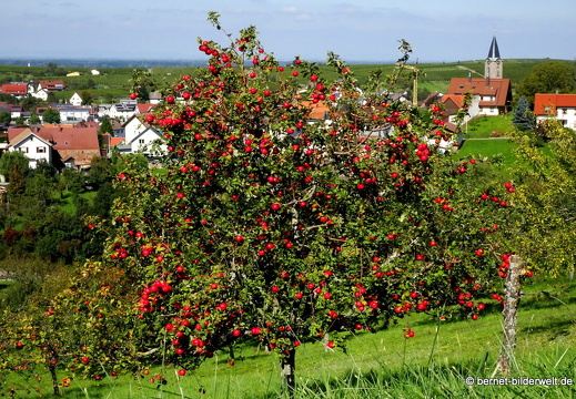 21-09-24-altschweier-herrenbergstrasse-apfelbaum-001