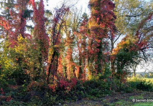 21-10-08-alte b3-nach sonnenaufgang-herbstfarben-