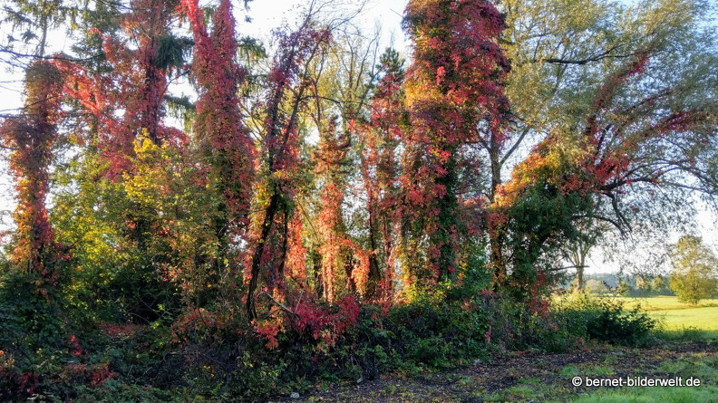 21-10-08-alte b3-nach sonnenaufgang-herbstfarben-.jpg