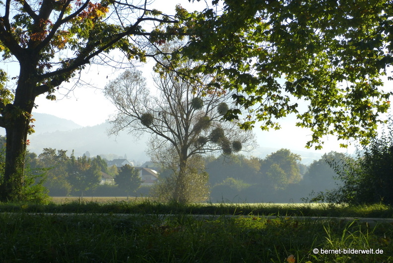 21-10-10-alte b3-fruehnebel-122.jpg