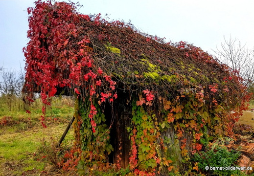 21-10-16-weinberghuette-nebel-002