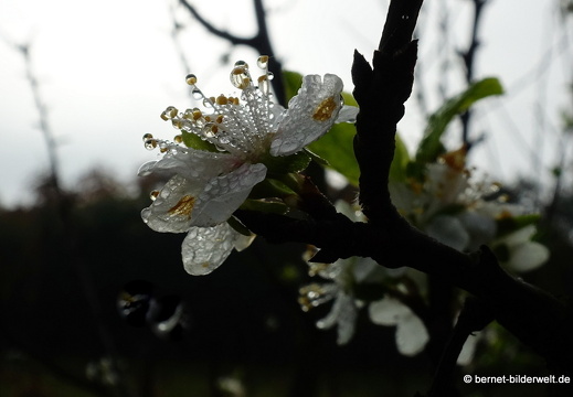 21-10-29-weinberge-zwetschgenbluete-015
