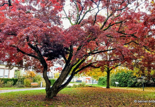 21-11-02-regentag-stadtgarten-006