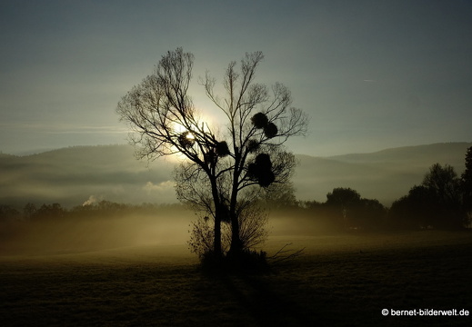 21-11-06-alte b3-fruehnebel-029