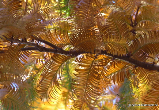 21-11-06-stadtgarten-sumpfzypresse-004