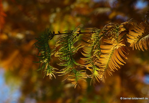 21-11-06-stadtgarten-sumpfzypresse-002