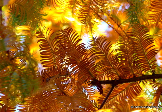 21-11-06-stadtgarten-sumpfzypresse-006