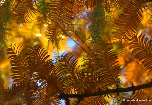 21-11-06-stadtgarten-sumpfzypresse-005