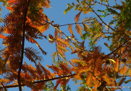 21-11-06-stadtgarten-sumpfzypresse-009