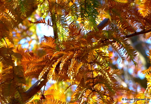 21-11-06-stadtgarten-sumpfzypresse-011