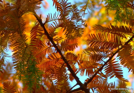 21-11-06-stadtgarten-sumpfzypresse-010